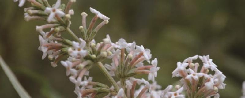 When does the Buddleia bloom?