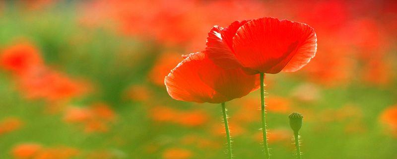 What is the difference between poppies and poppies