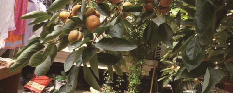 Introduction to the production methods and steps of persimmon tree bonsai