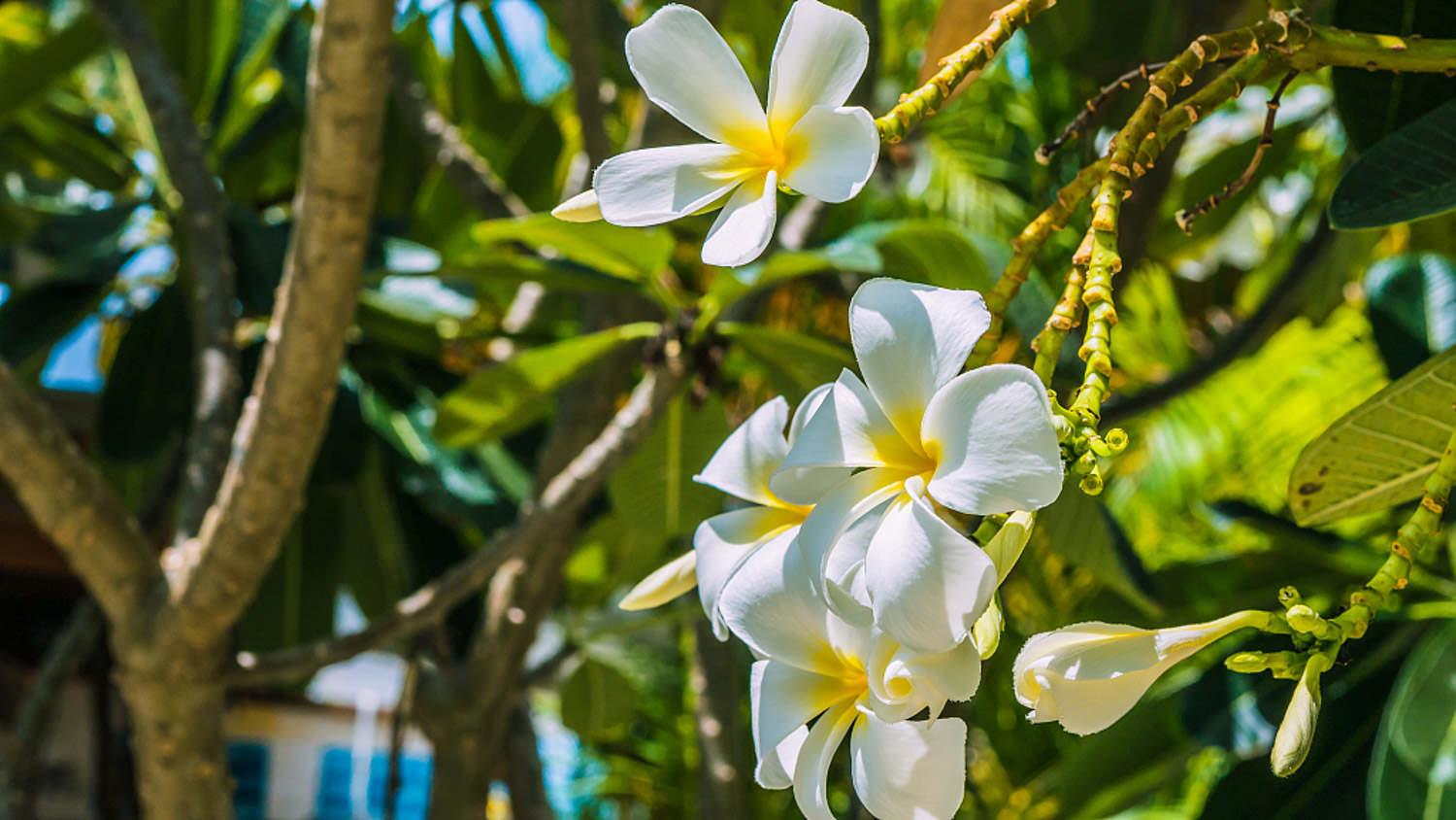 Plumeria