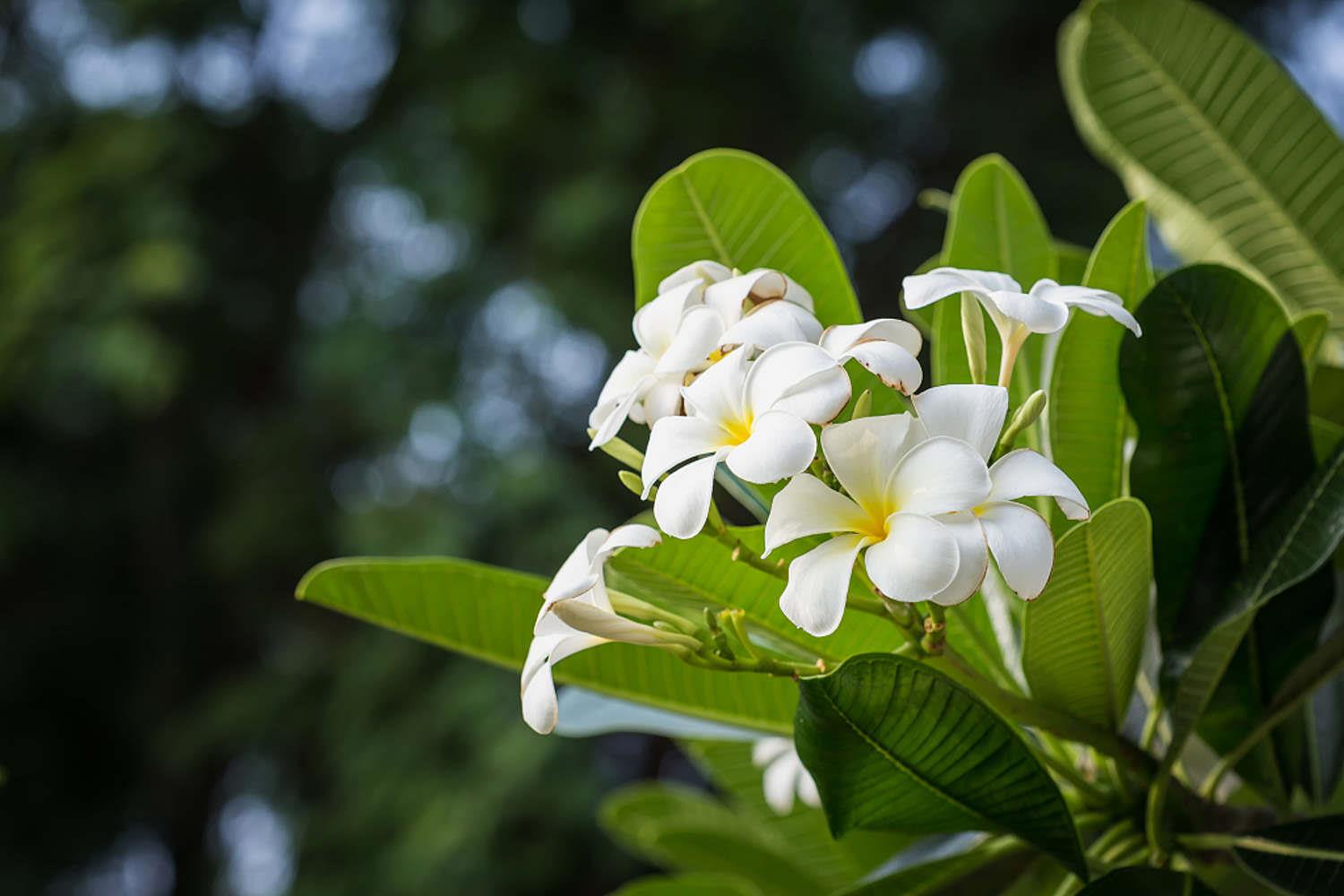 Plumeria