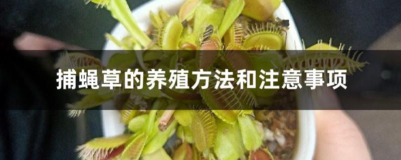 Flytrap cultivation methods and precautions