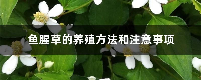 Houttuynia cordata cultivation methods and precautions