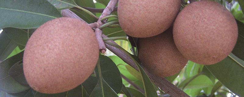 What is the Sapodilla when it is ripe and when to pick it