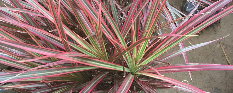 How to breed colorful thousand-year-old trees