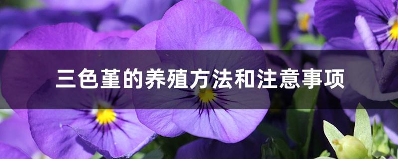 Pansy farming methods and precautions