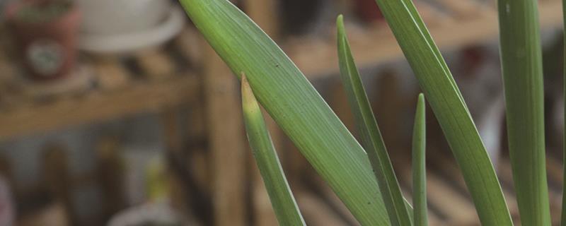 Soil culture cultivation method of hyacinth