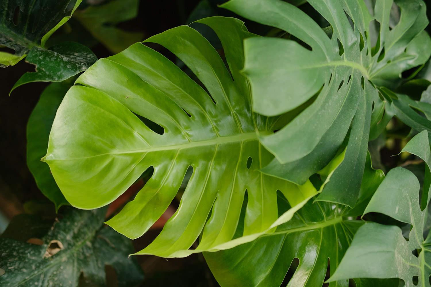 Monstera