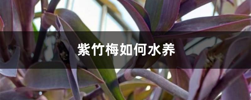 Can purple bamboo plum be grown in water?