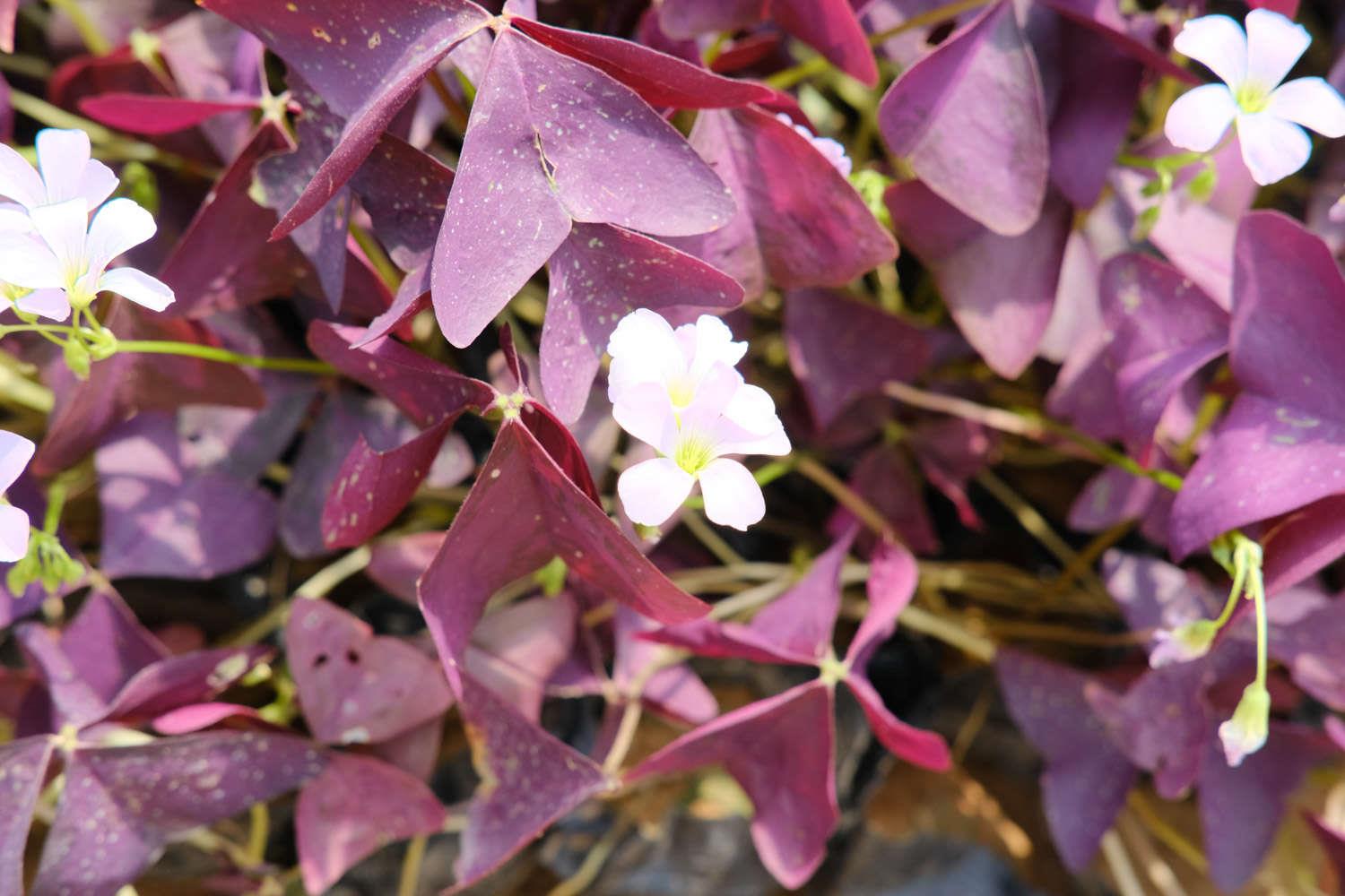 Purple leaf wood sorrel