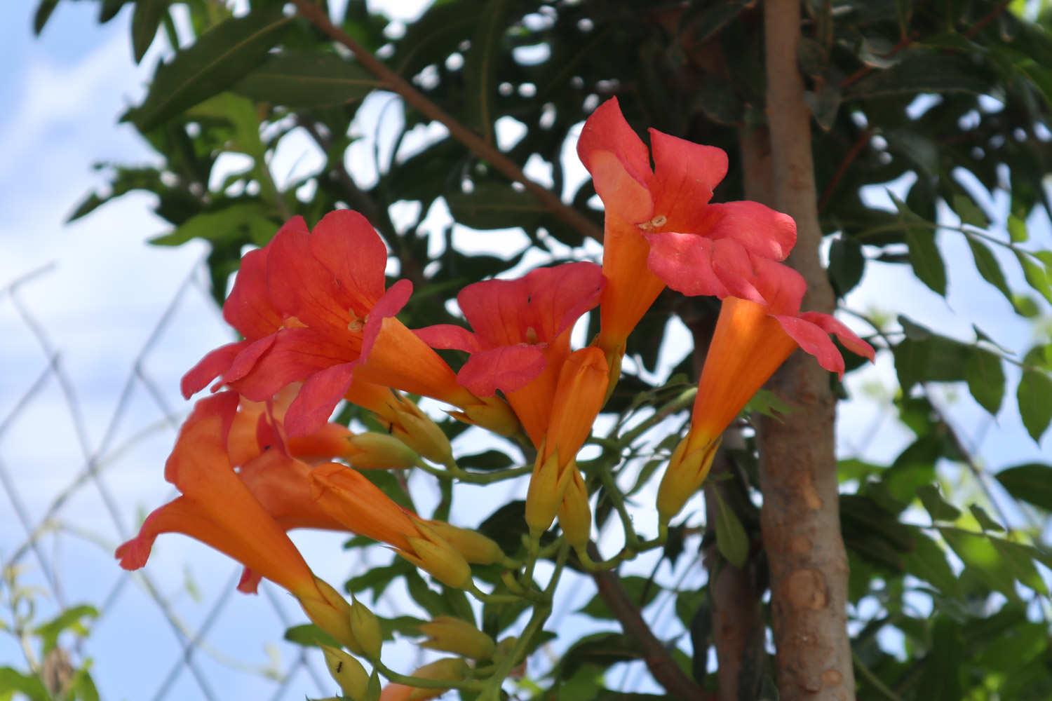 Lingxiao Flower