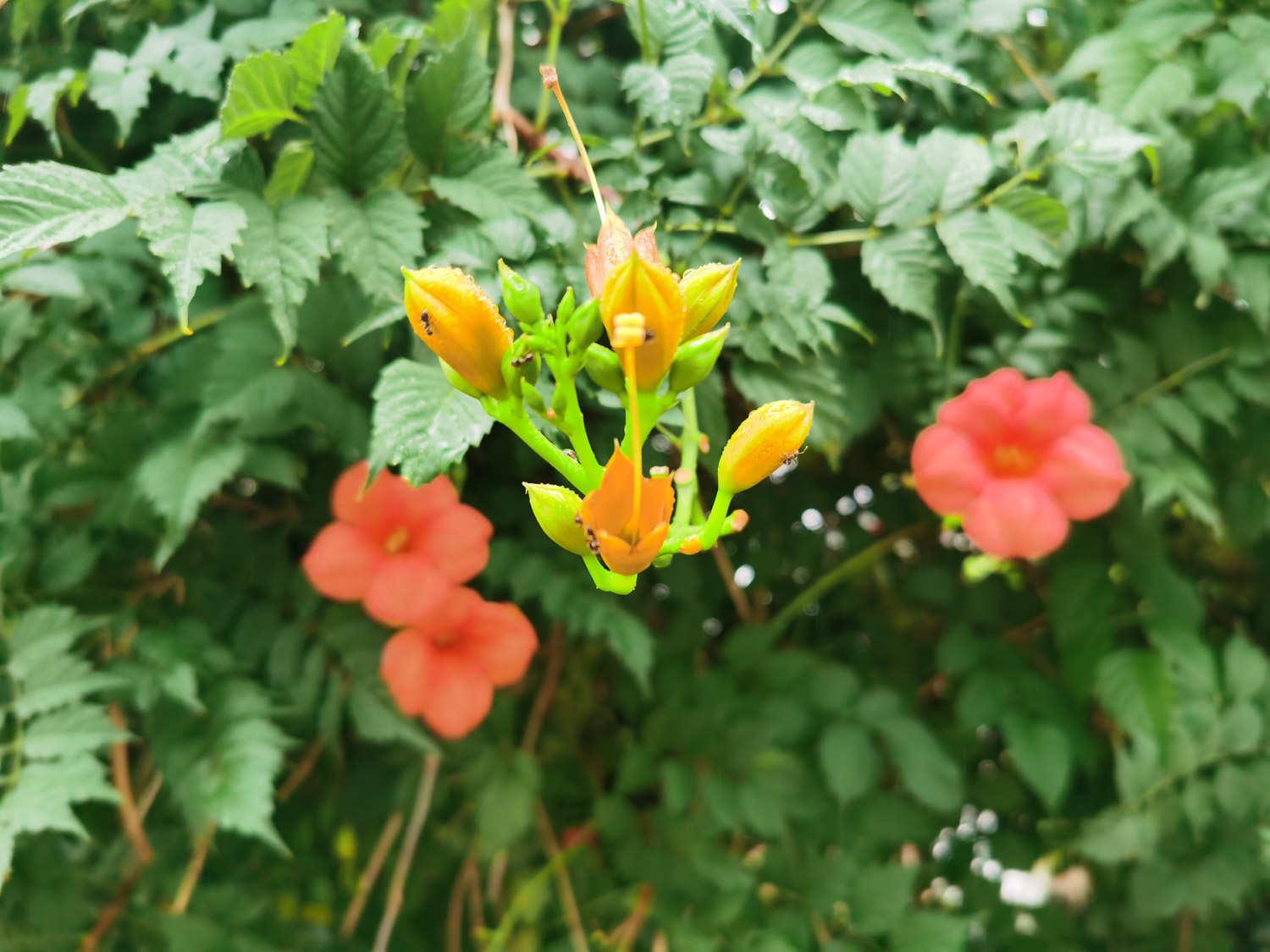 Lingxiao Flower