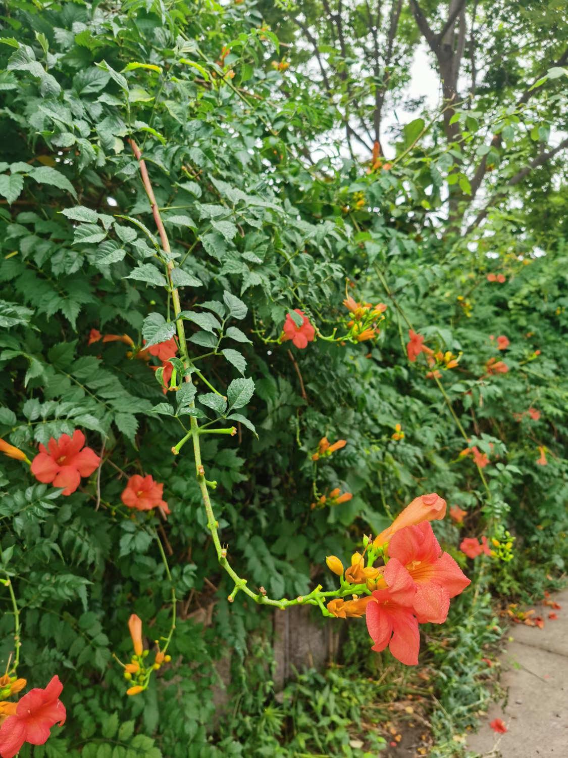 Lingxiao Flower