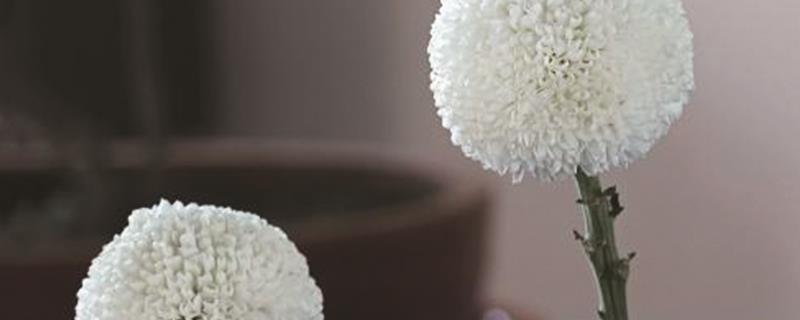 Are Ping Pong chrysanthemums given to dead people? What are the taboos about giving them away?