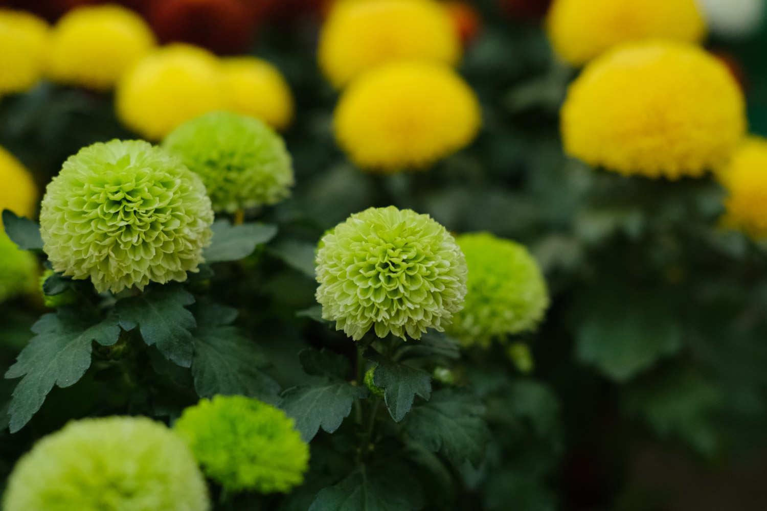 Ping Pong Chrysanthemum