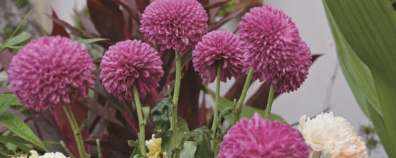 How often to water Ping Pong chrysanthemum, how many times a day to water