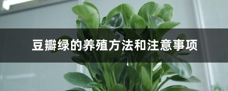 Douban green farming methods and precautions