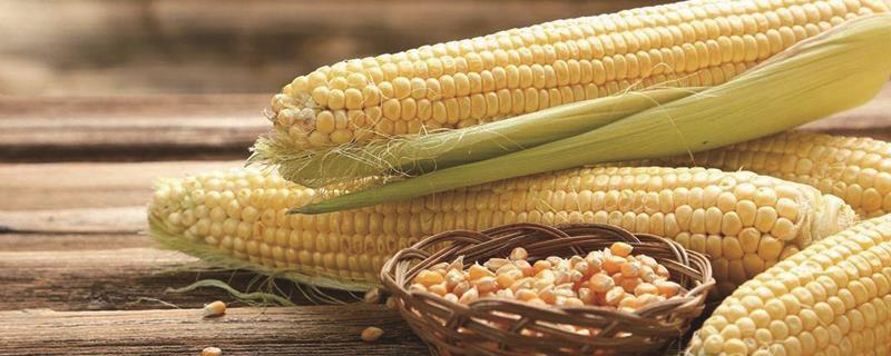 Is corn cool or hot, and what are its effects and effects