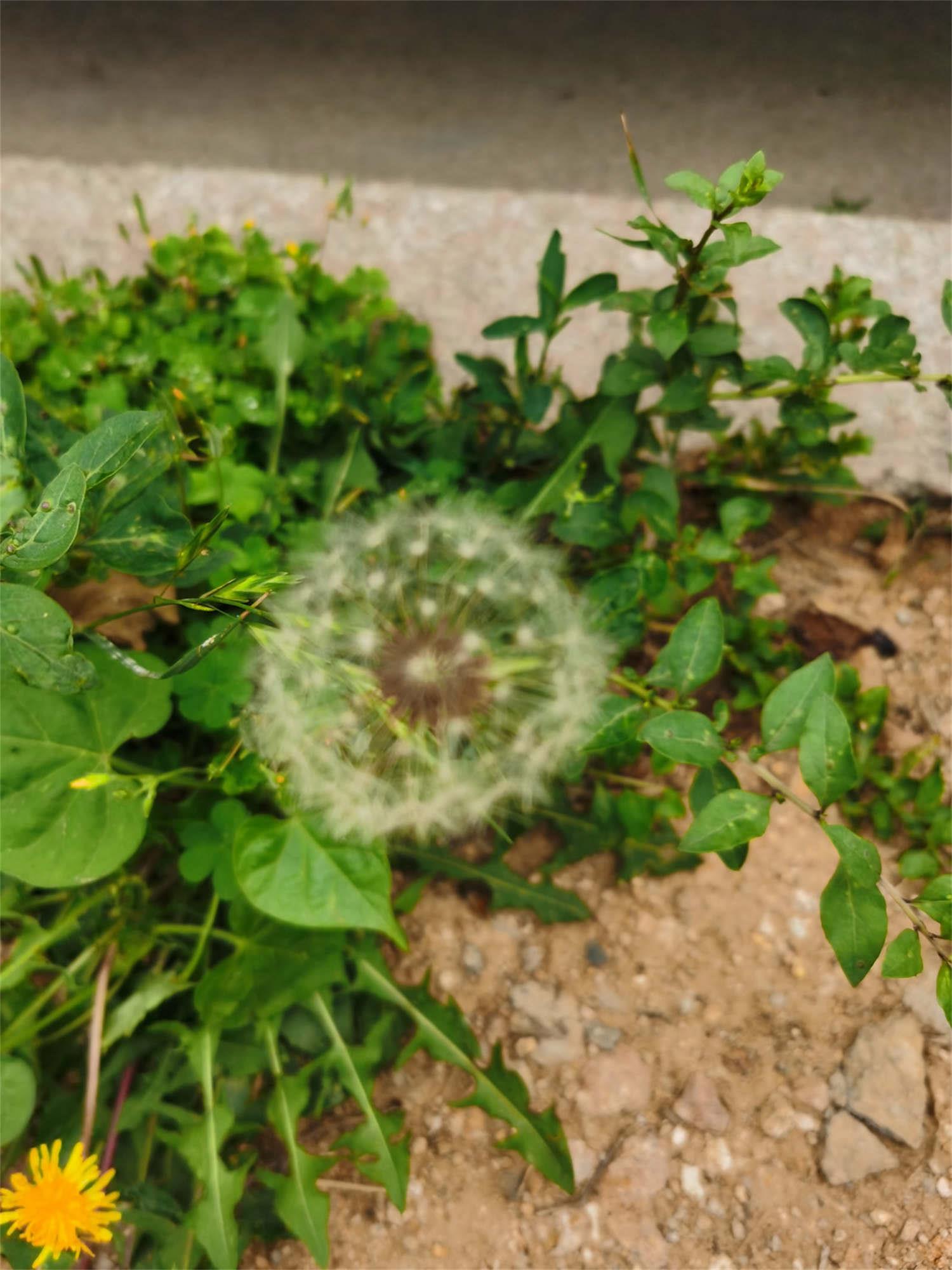 Dandelion