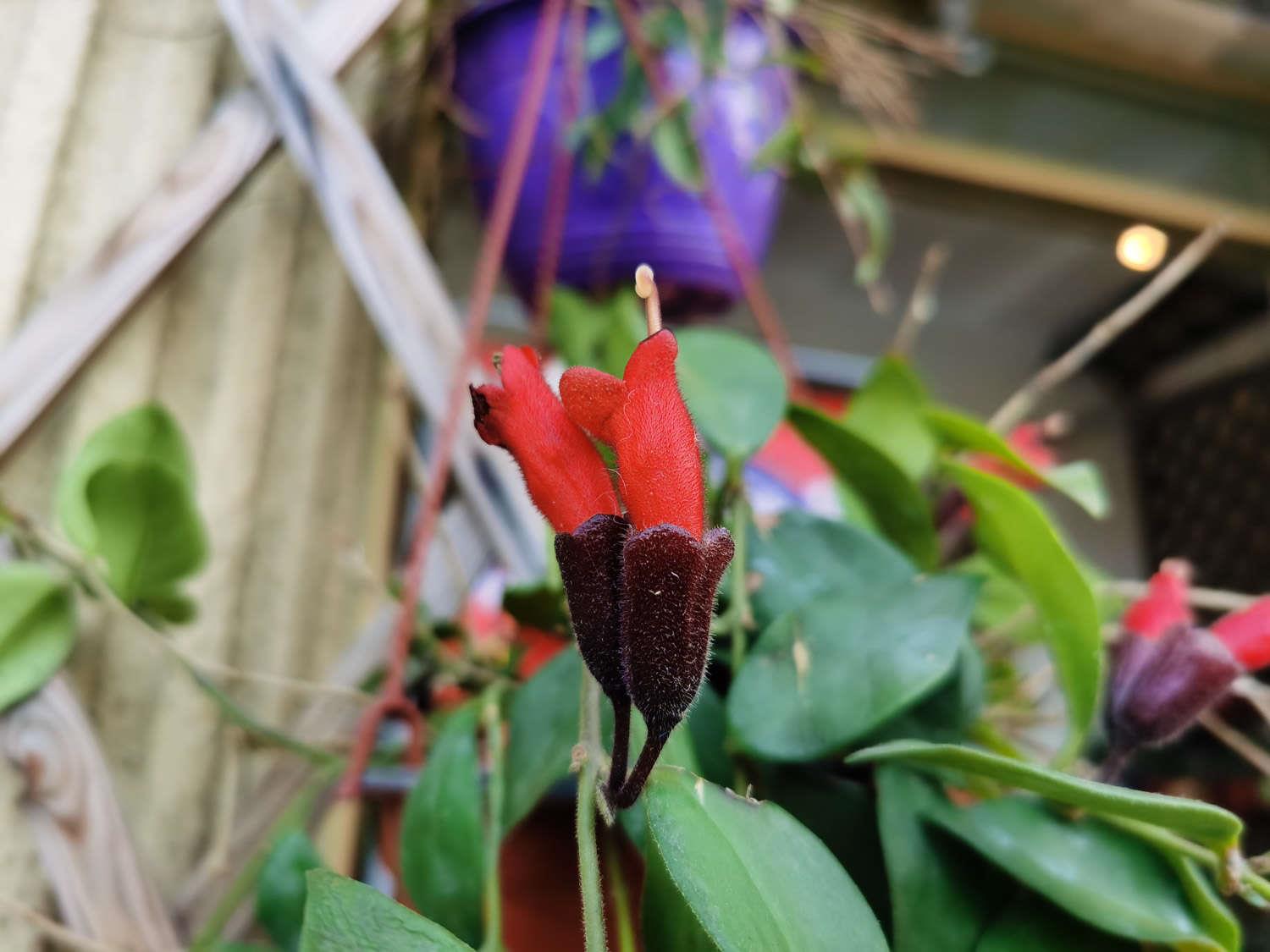 Lipstick Chlorophytum