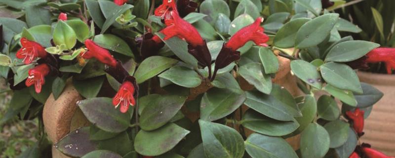 How long does lipstick Chlorophytum bloom?