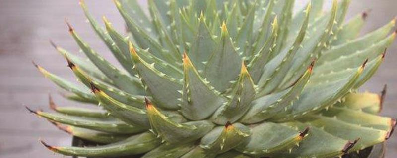 The breeding method of the Aloe Queen, starting to rotate in a few years