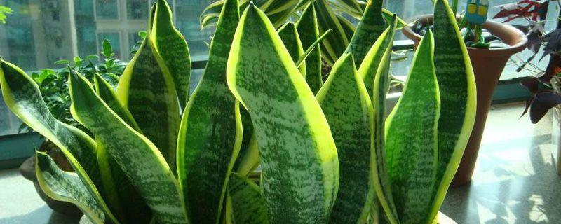 Large pots of green plants suitable for the living room