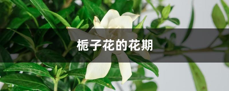 The flowering period of gardenia, why does it not bloom