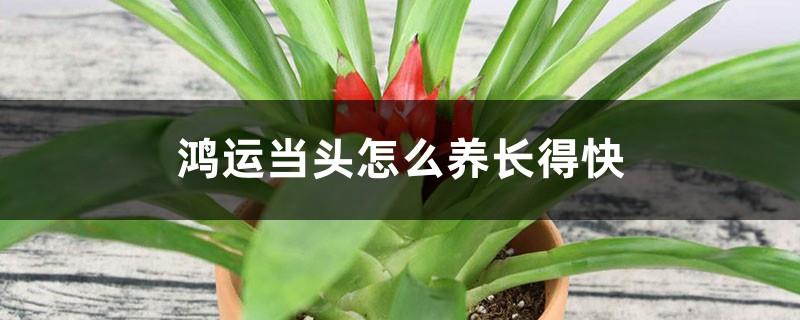 How to raise Hongyun Dangtou to grow fast and how to reproduce