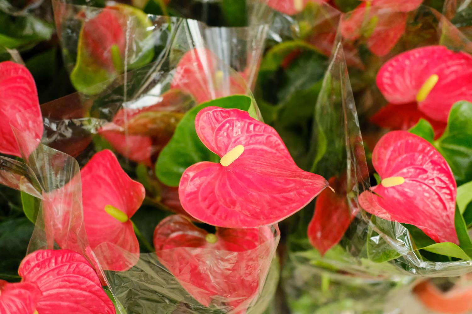 Anthurium