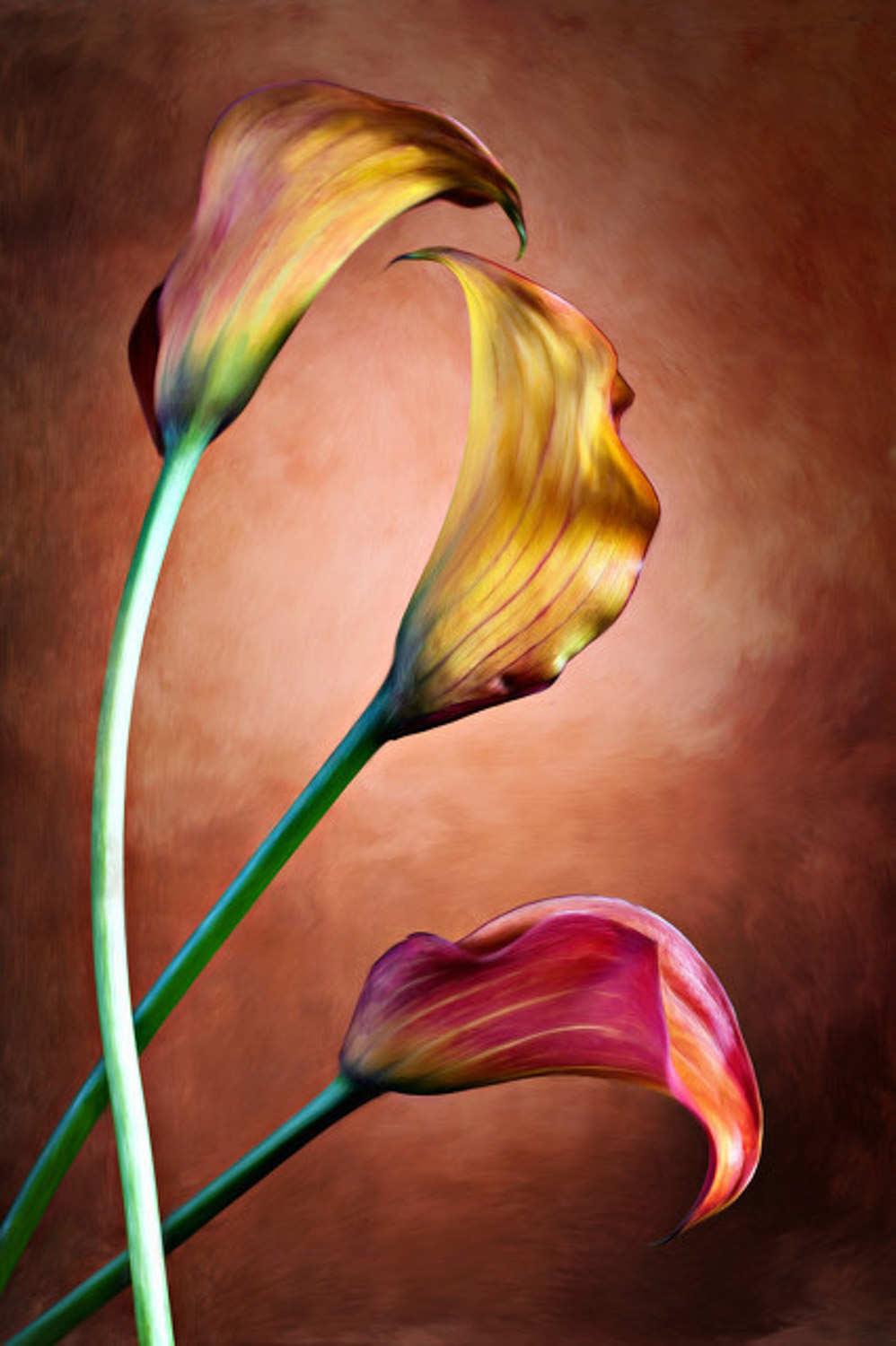 Colored Calla Lily