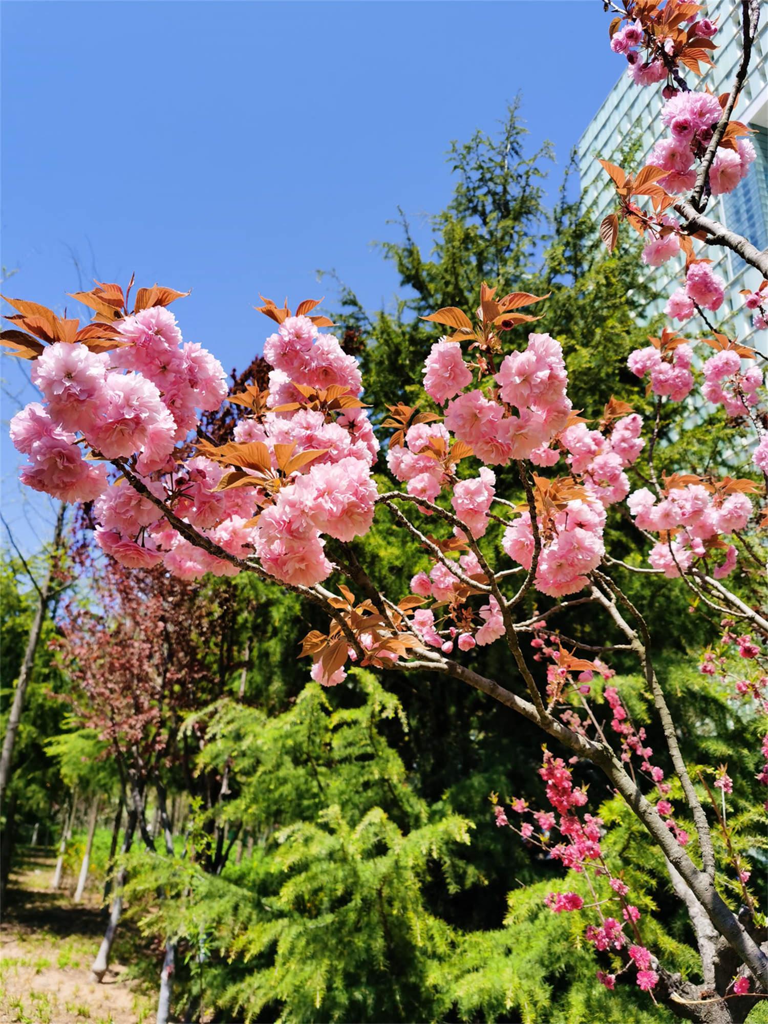 Sakura