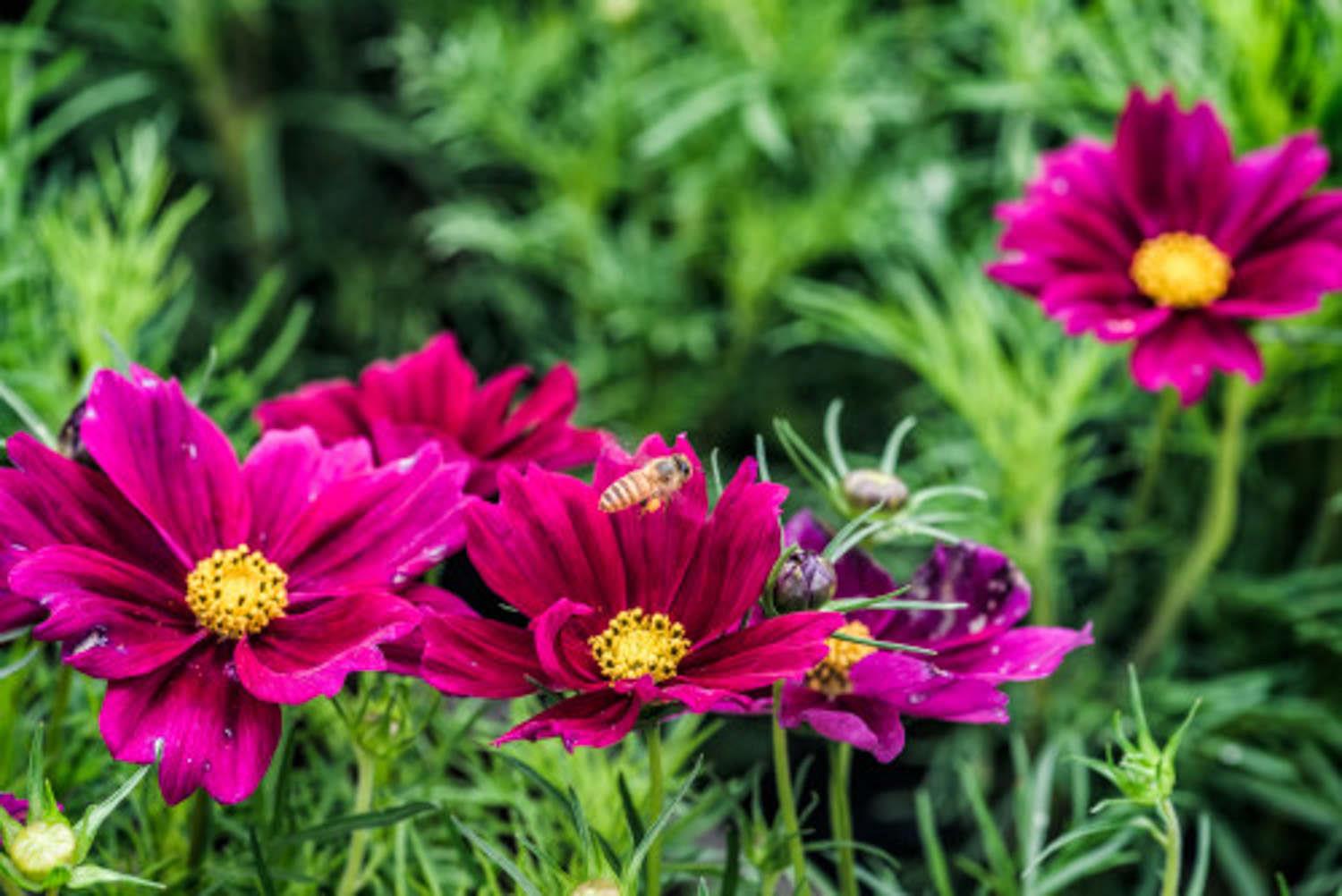 Gelsang Flower