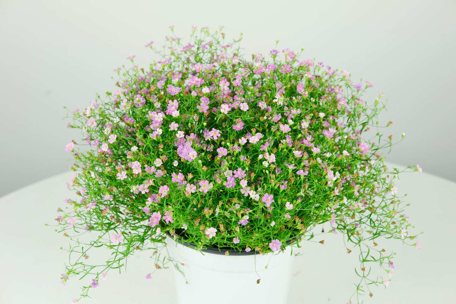 Gypsophila