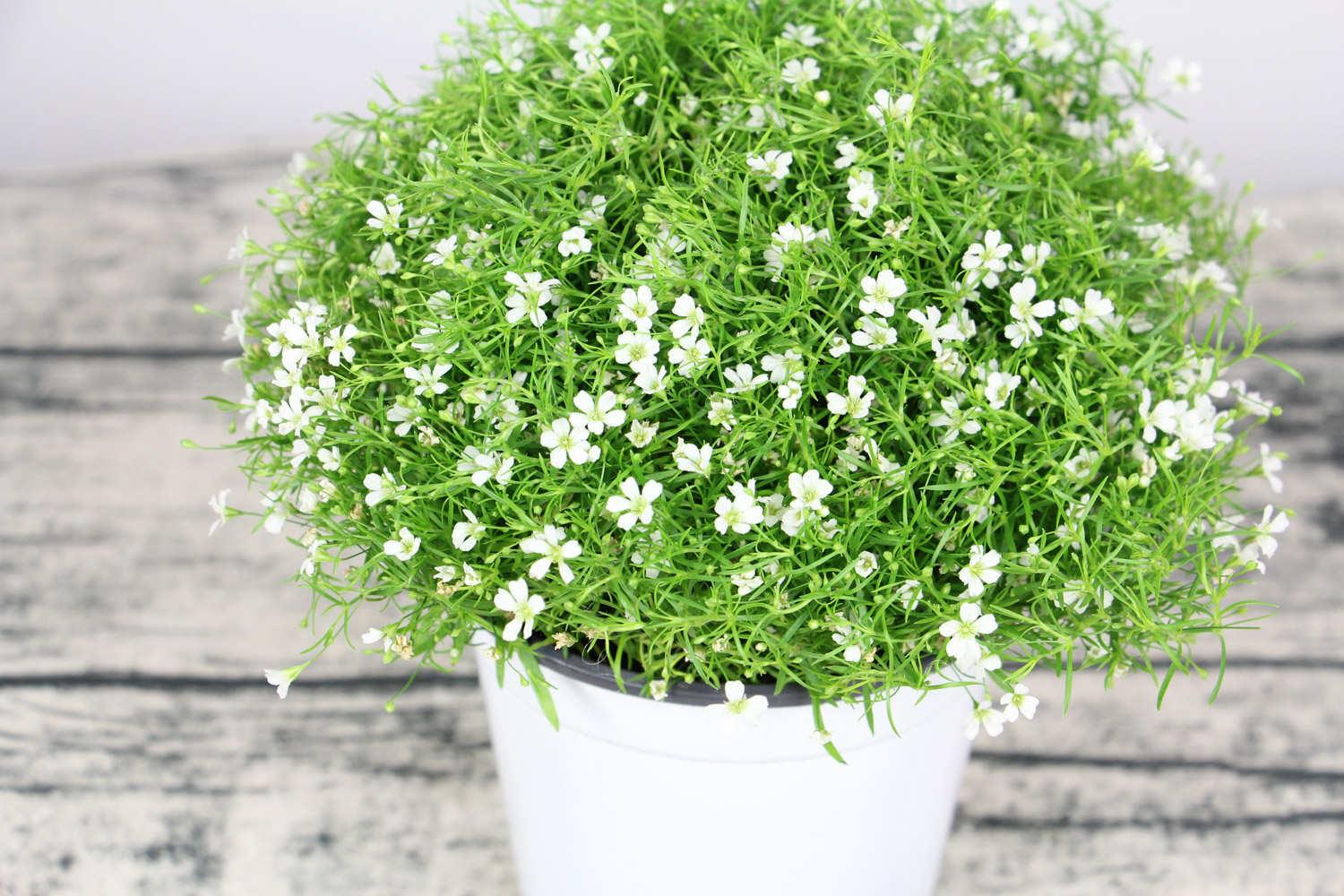 Gypsophila