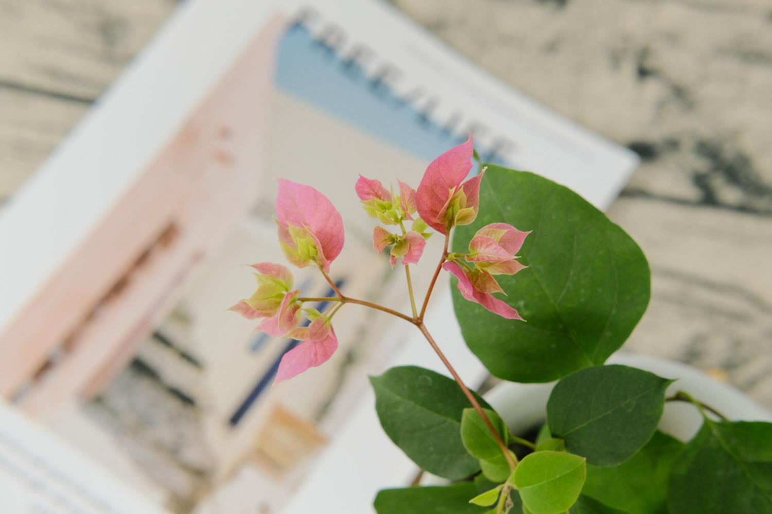 Bougainvillea