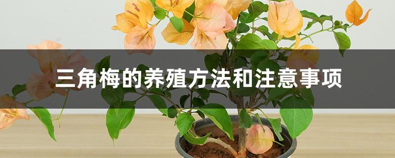 Bougainvillea cultivation methods and precautions