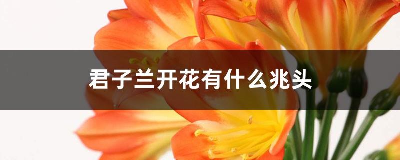 What are the signs of Clivia blooming