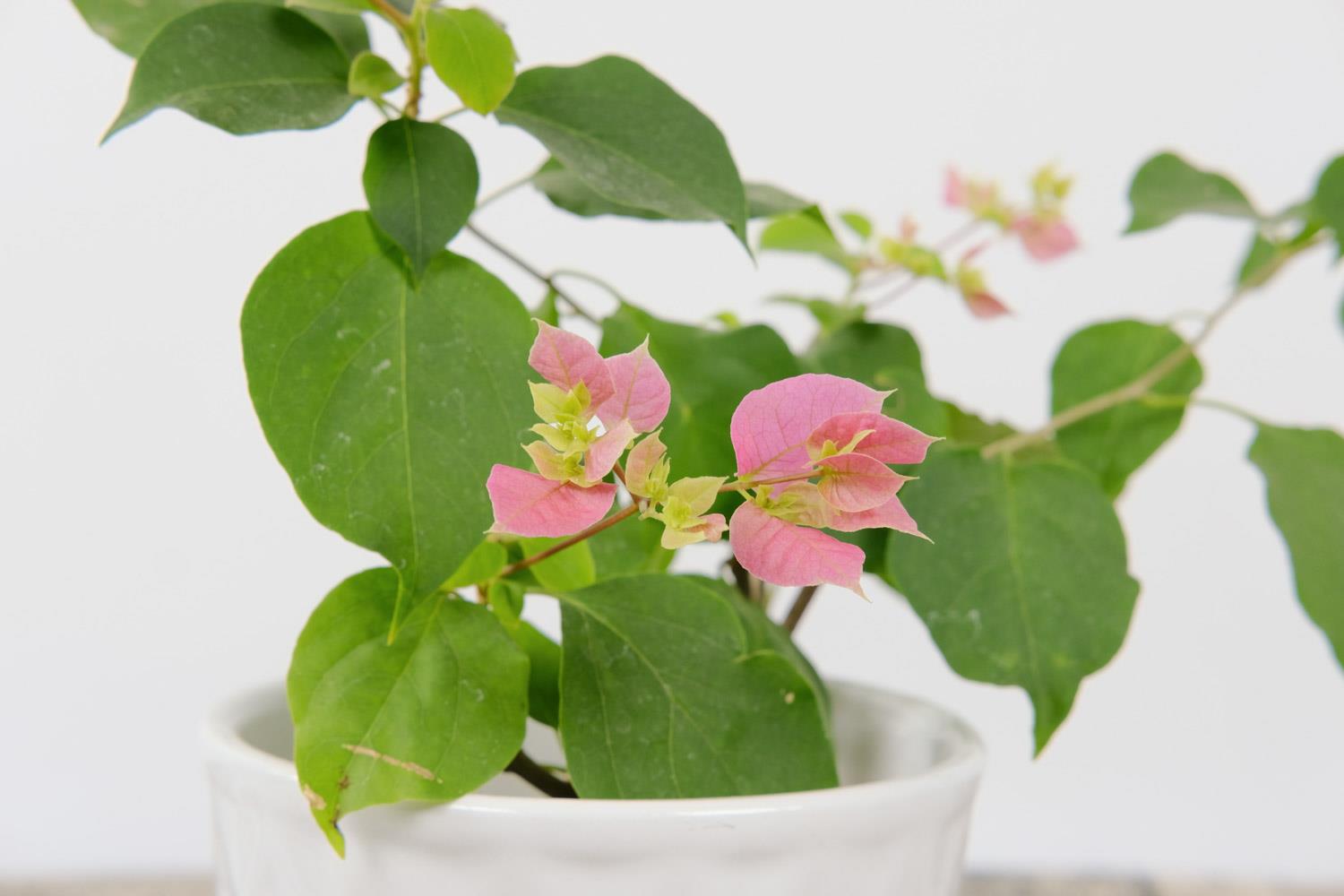 Bougainvillea