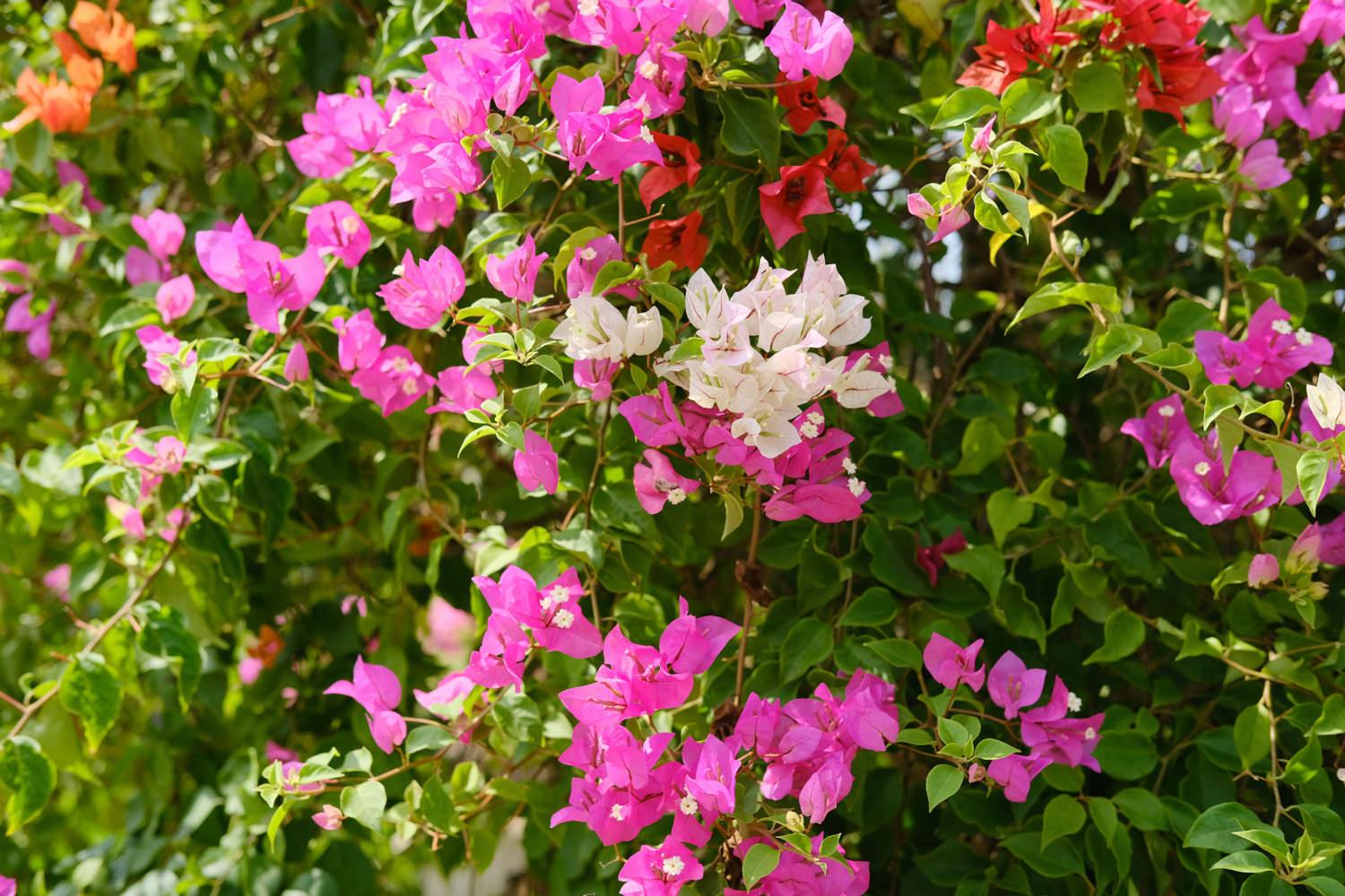 Bougainvillea