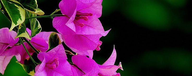 Bougainvillea will take root after soaking in water for a few days, water cutting method illustration