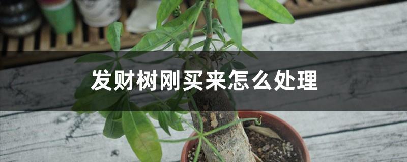 How to deal with the money tree just after buying it, what water can be poured, and how to feed it