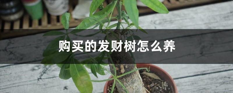 How to care for the money tree you bought: Do you need to repot it? How to water it?