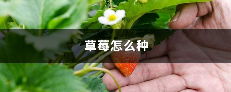 How to grow strawberries, what soil is needed