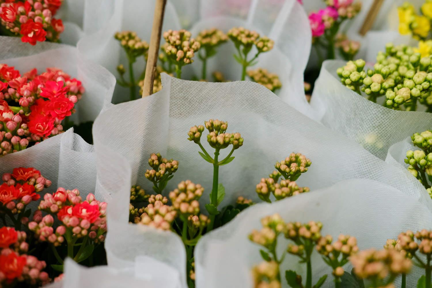 Longevity Flower