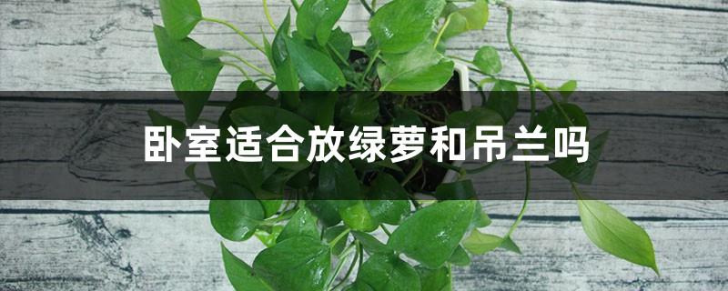 Whether you put pothos or spider plant in the bedroom, what are the functions and differences, which one is better in feng shui