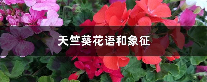 The flower language and symbol of geraniums: What are the flower languages of white and red geraniums