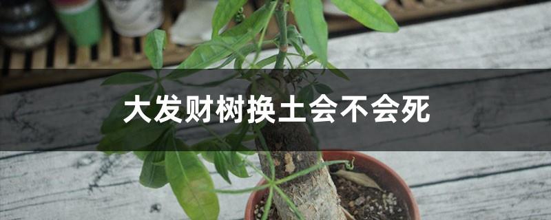 Will the Dafa Money Tree die if you replace it with soil? How to revive it if it dies?