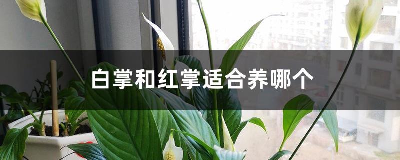 Which one is easier to raise, white palm or anthurium, and has better Feng Shui?