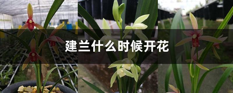 When does Jianlan bloom and what are the breeding methods?